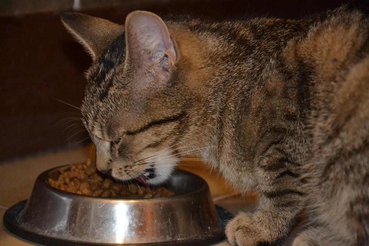 Czym karmić dorosłe koty?