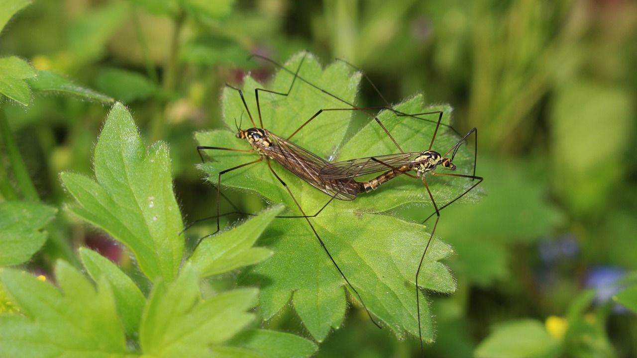 Jakimi środkami owadobójczymi możemy zwalczać niechciane insekty w domu, jak i w ogrodzie?
